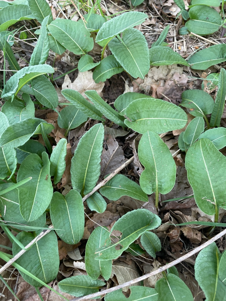 Bistorta officinalis (common bistort) (alternate view 13)