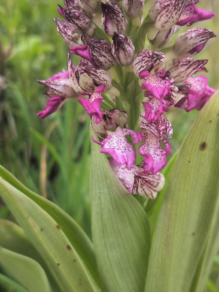 Orchis purpurea (Lady Orchid) (alternate view 6)
