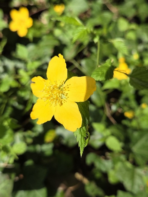 Kerria japonica (Japanese kerria) (alternate view 12)