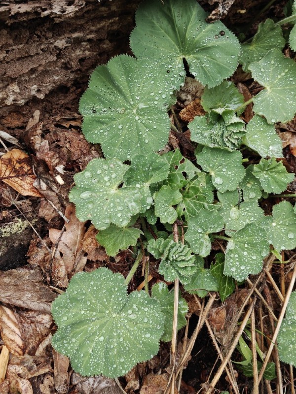 Alchemilla (Lady's-mantles)
