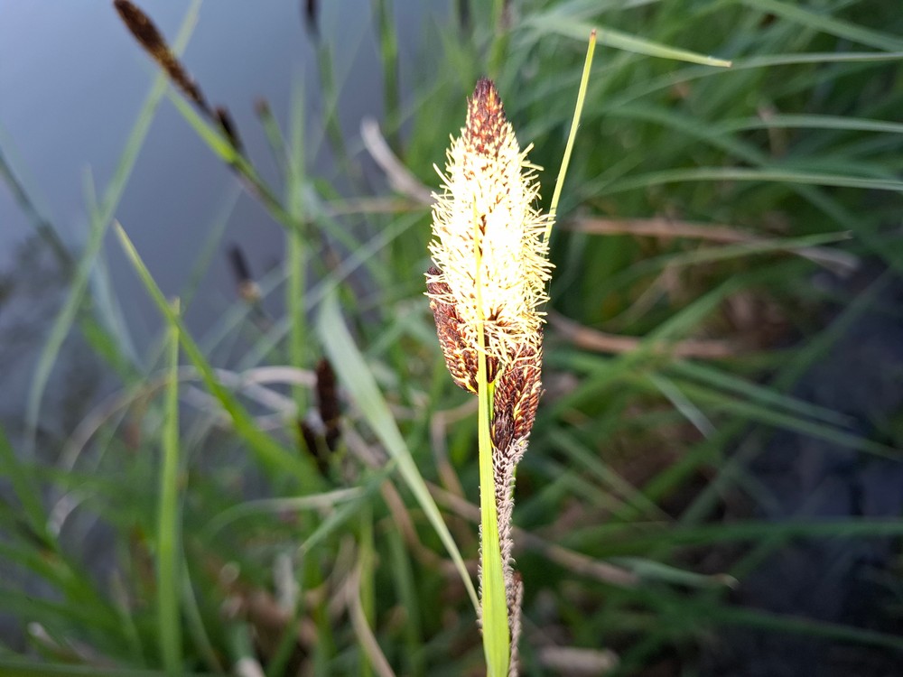 Carex acutiformis (lesser pond sedge) (alternate view 11)