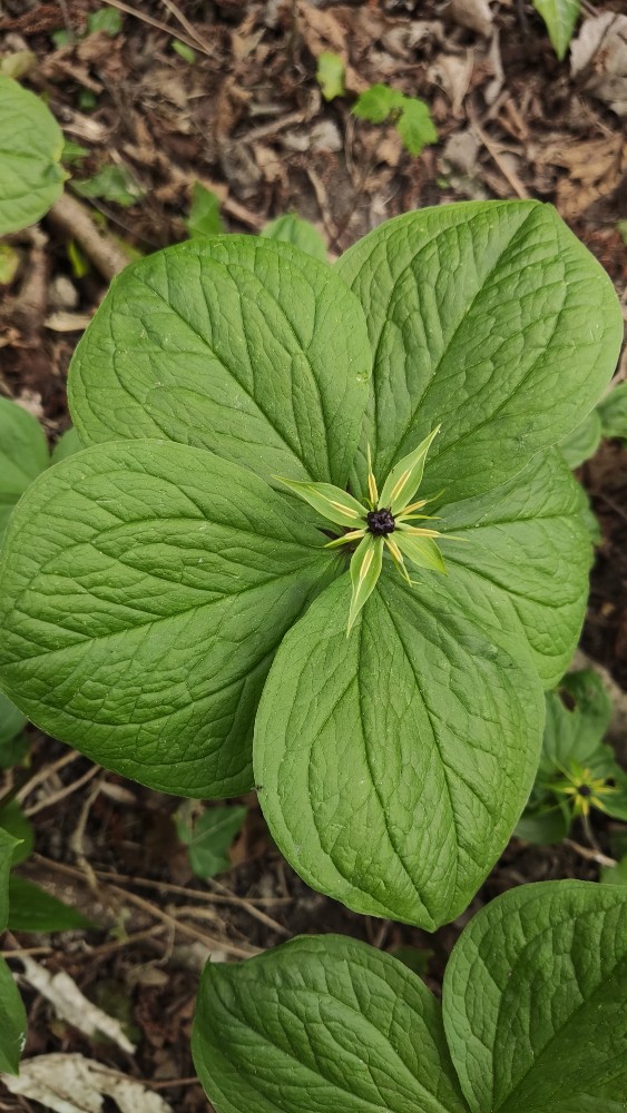 Paris quadrifolia (herb paris) (alternate view 12)