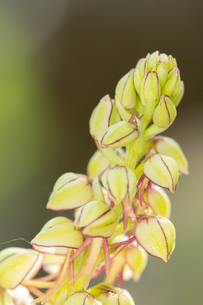Orchis anthropophora (Man Orchid) (alternate view 6)