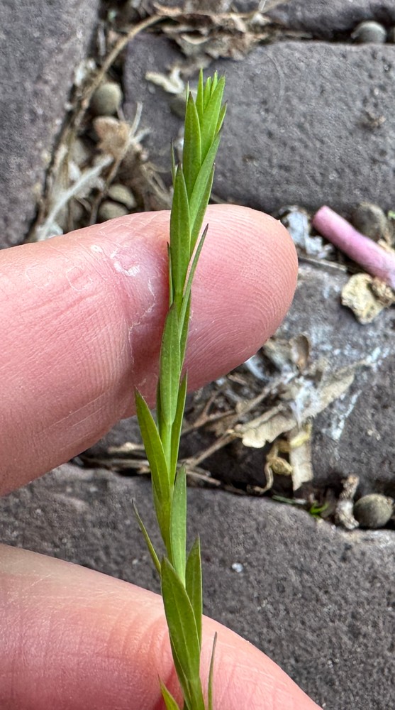 Linum usitatissimum (common flax) (alternate view 7)