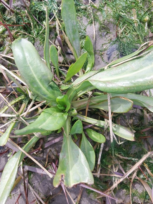 Tripolium pannonicum (Sea Aster) (alternate view 12)