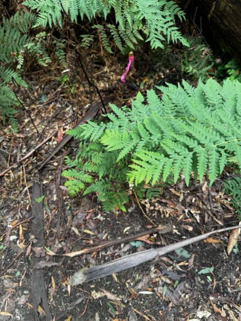 Histiopteris incisa (Water Fern) (alternate view 11)