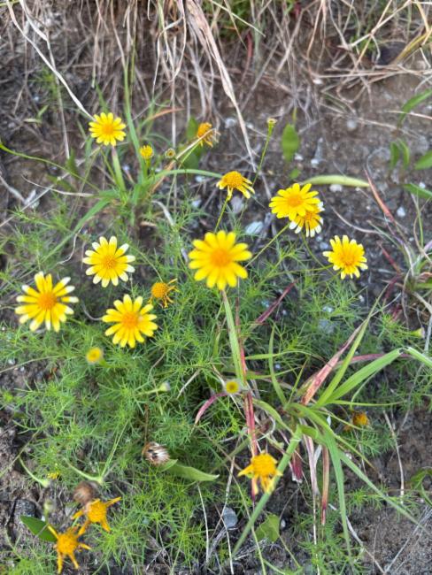 Thymophylla (Pricklyleaves)