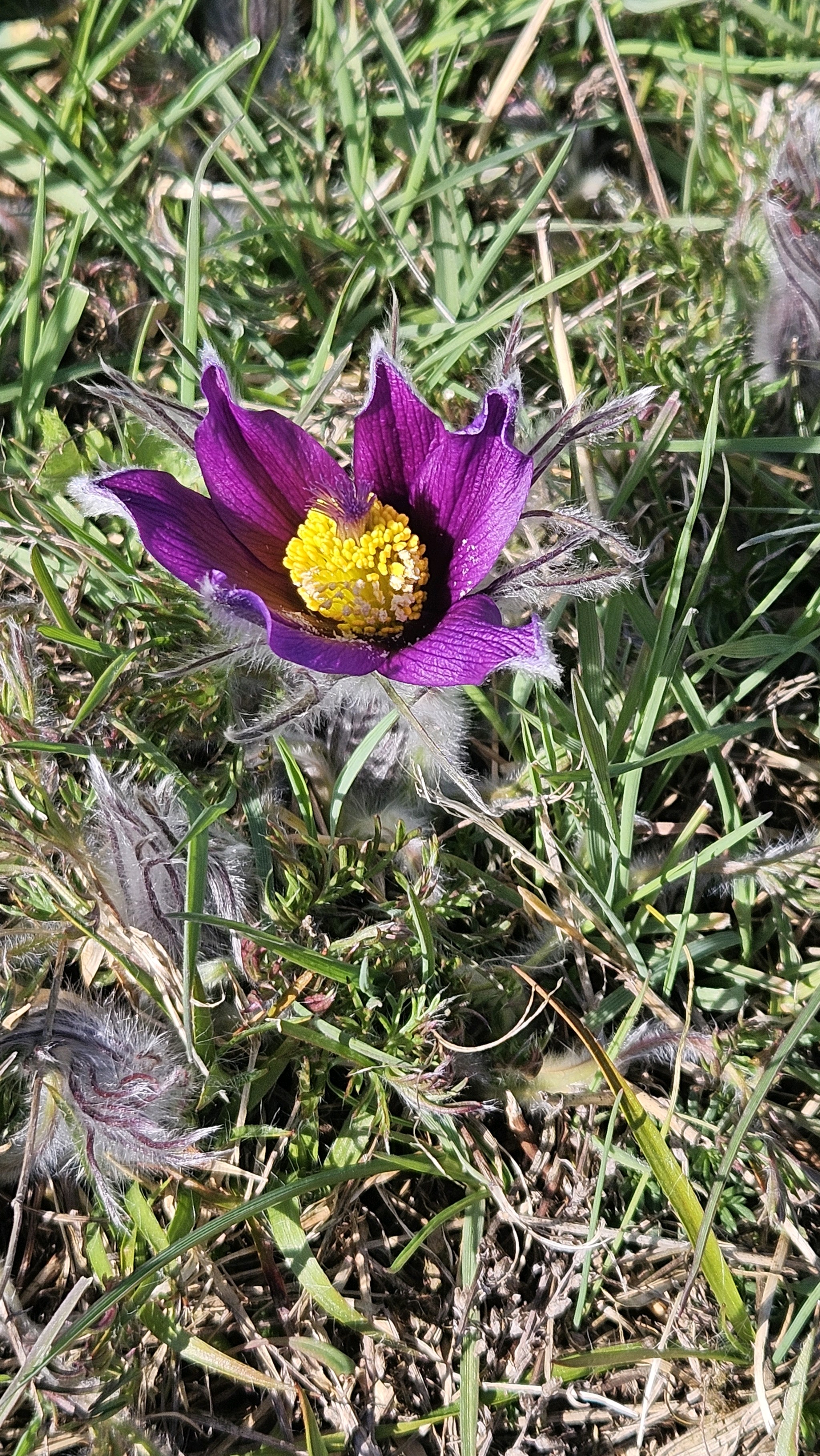 Pulsatilla vulgaris (common pasqueflower) (alternate view 7)