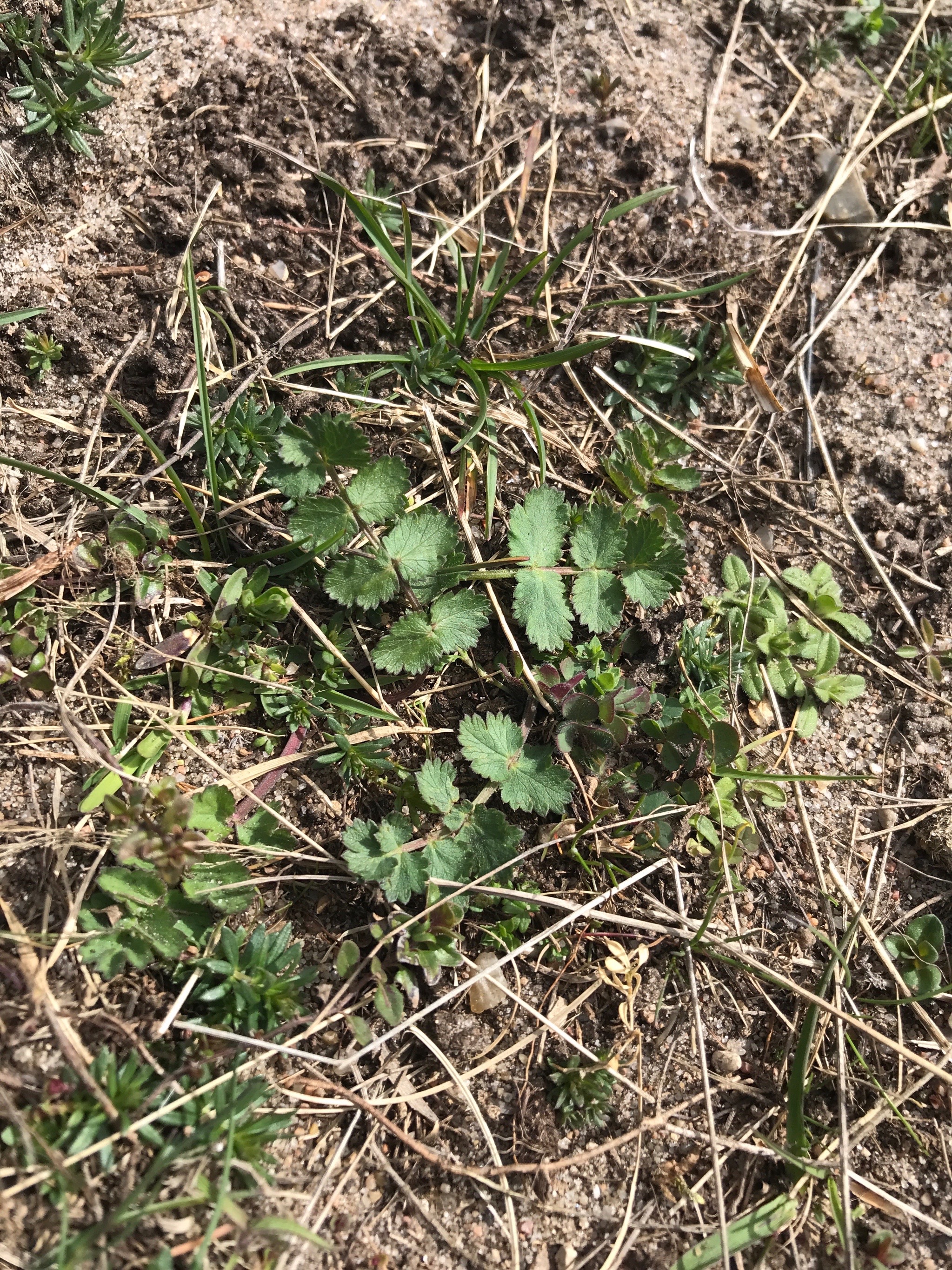 Pimpinella saxifraga (Burnet-saxifrage) (alternate view 15)