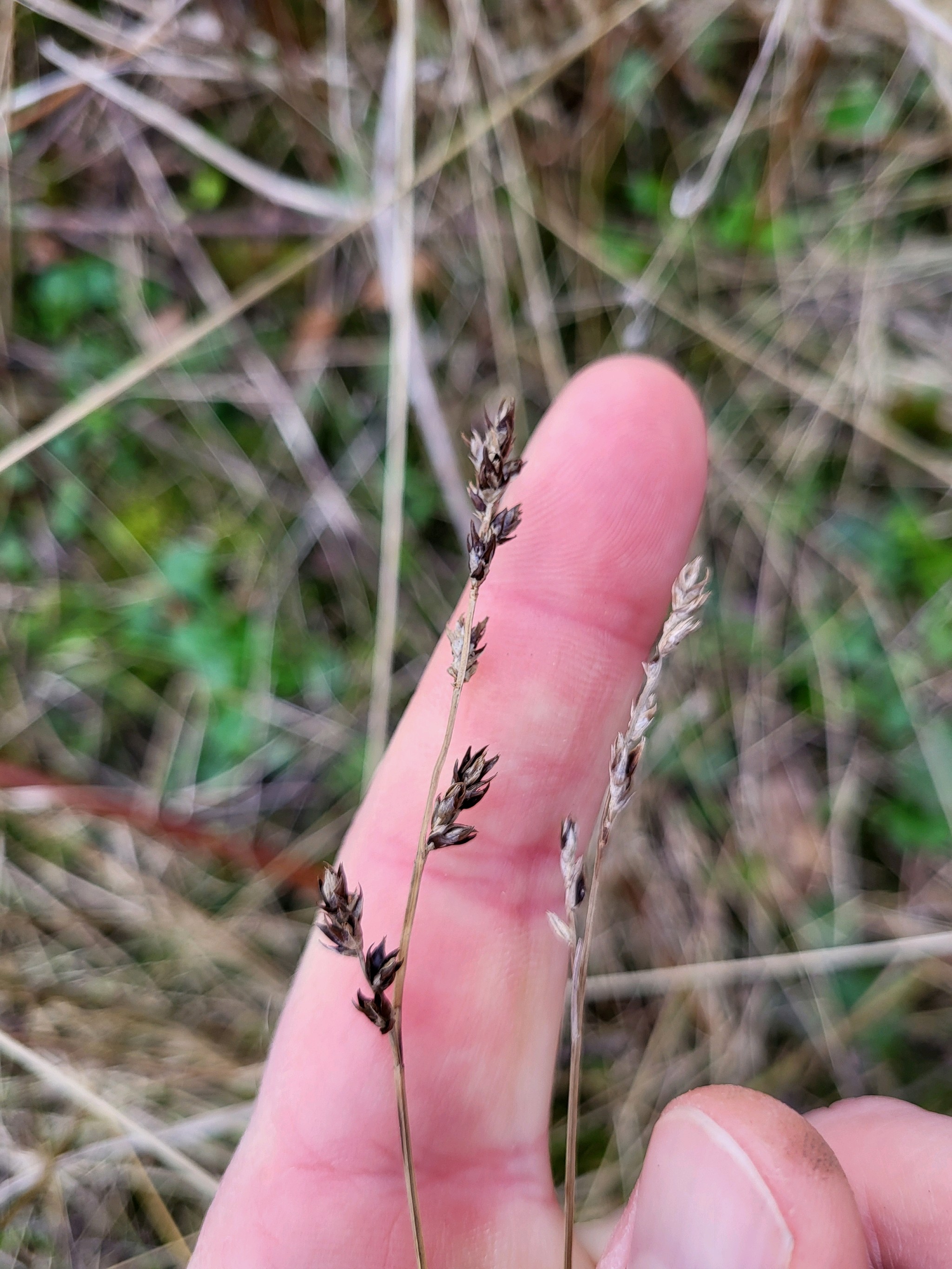 Carex divulsa (Berkeley Sedge) (alternate view 7)