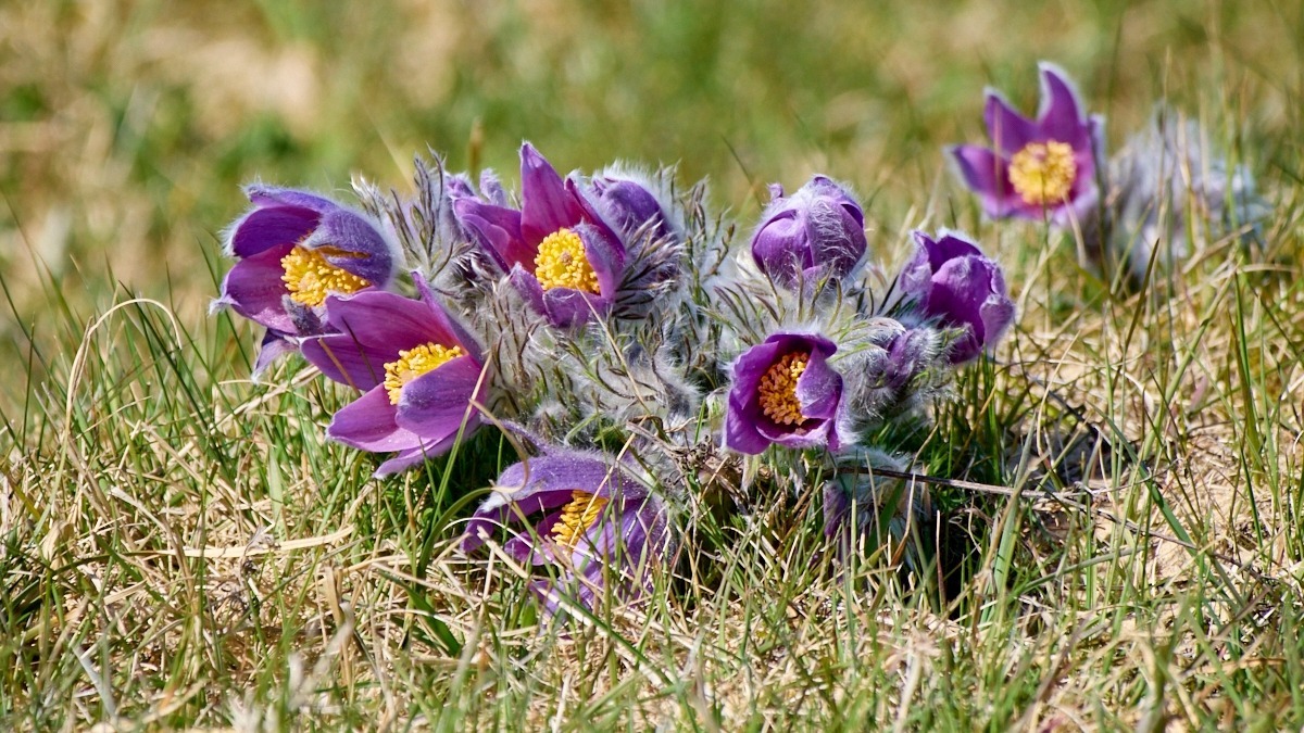 Pulsatilla vulgaris (common pasqueflower) (alternate view 8)