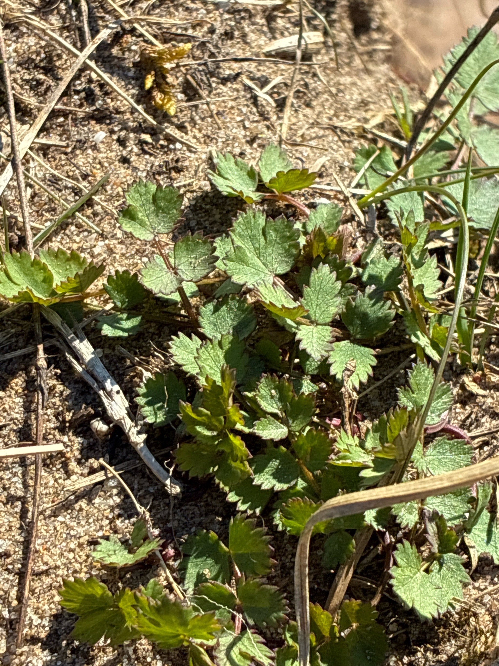Pimpinella saxifraga (Burnet-saxifrage) (alternate view 14)