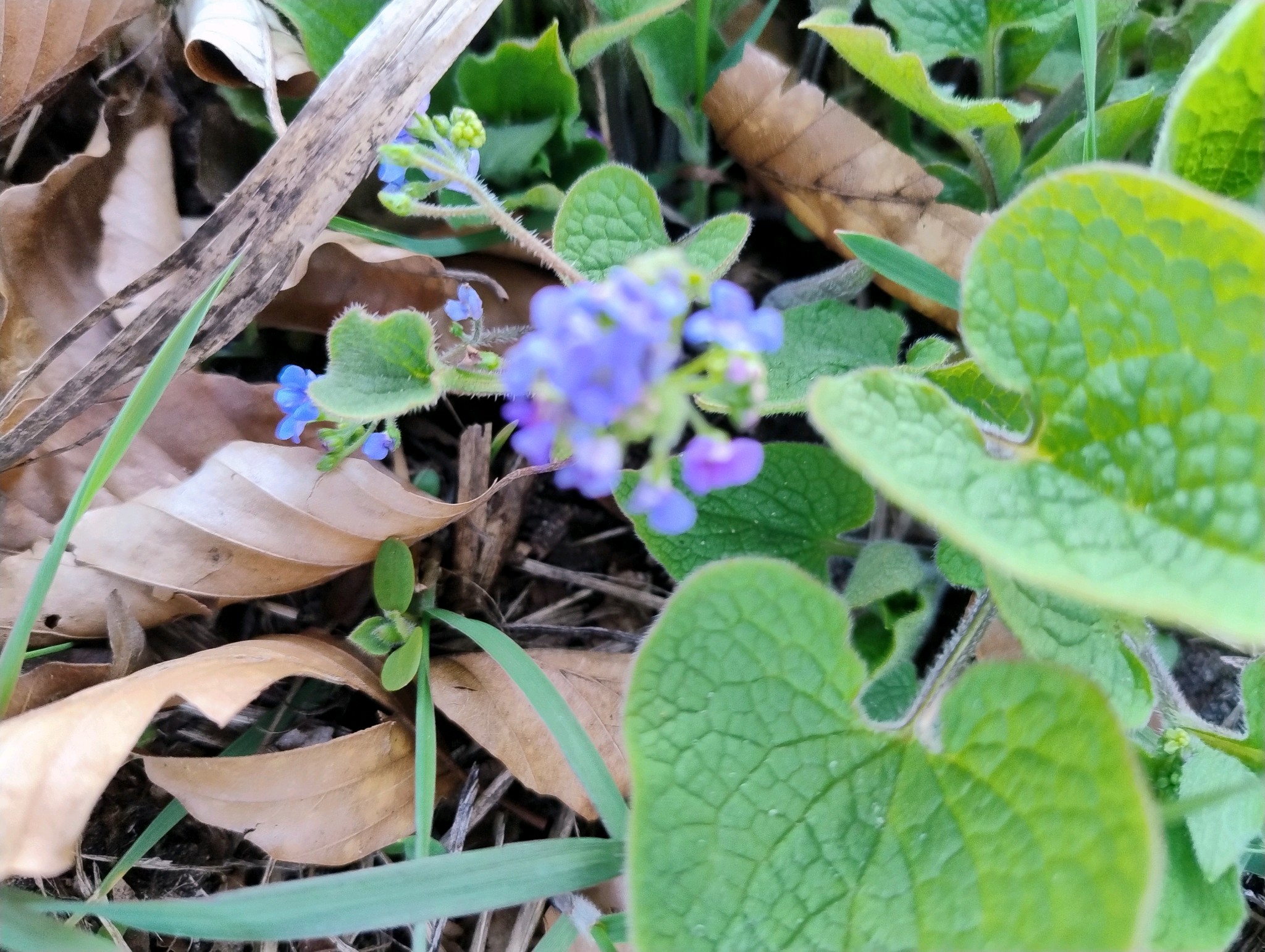 Brunnera (alternate view 2)