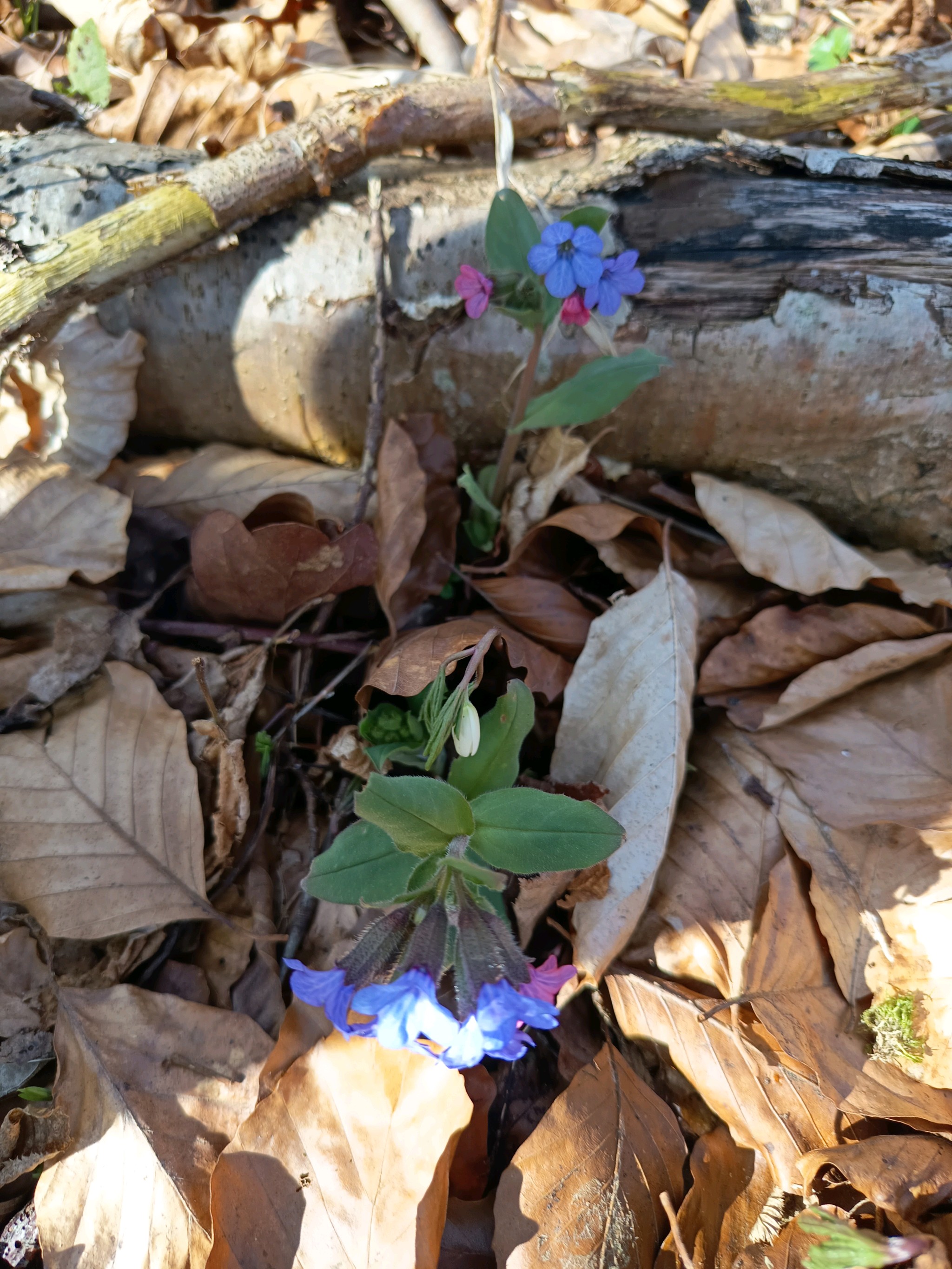 Pulmonaria obscura (Suffolk Lungwort) (alternate view 11)