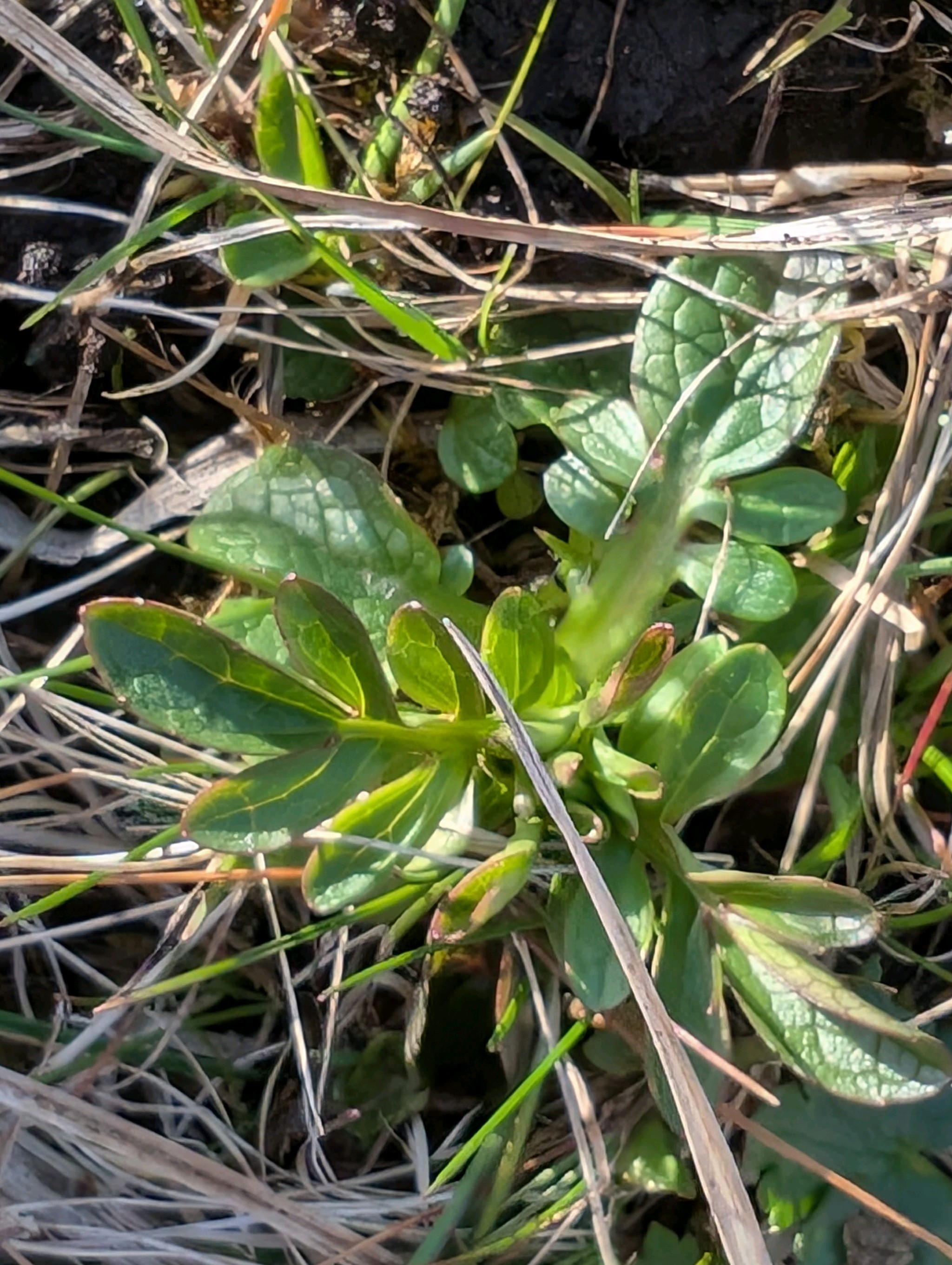 Valeriana dioica (Marsh Valerian) (alternate view 12)