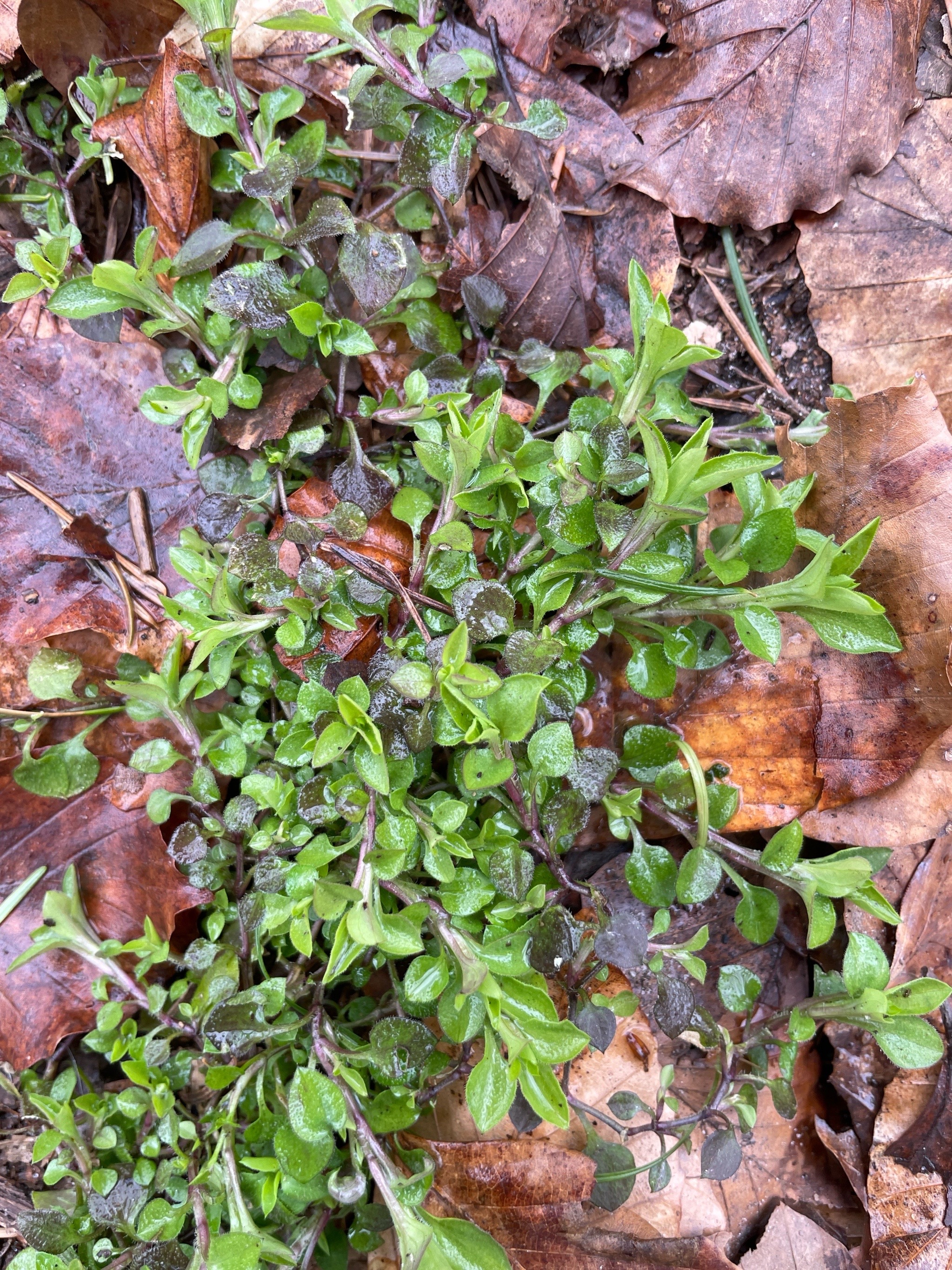 Moehringia trinervia (Three-nerved Sandwort) (alternate view 14)