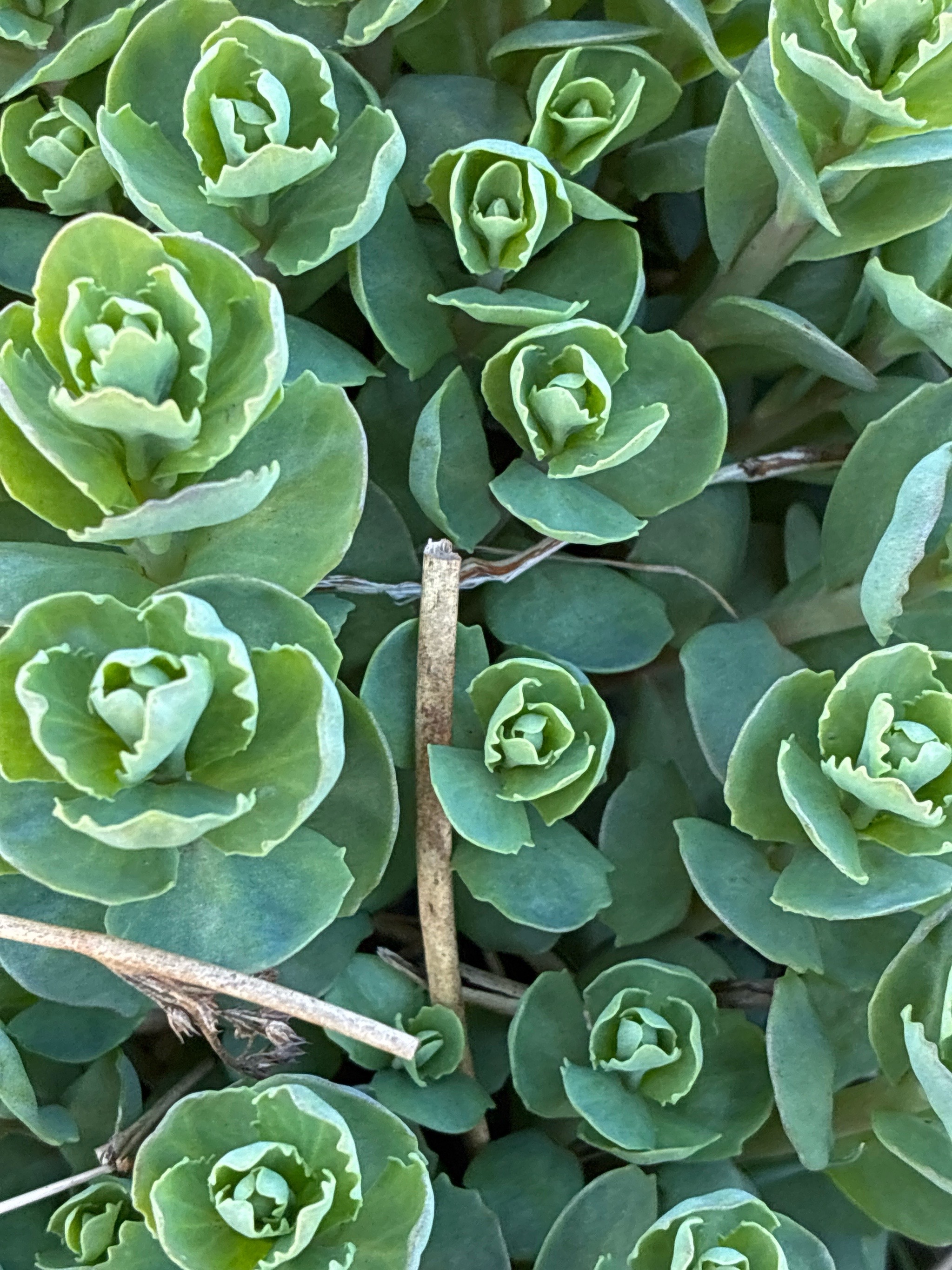 Hylotelephium telephium (Orpine) (alternate view 11)