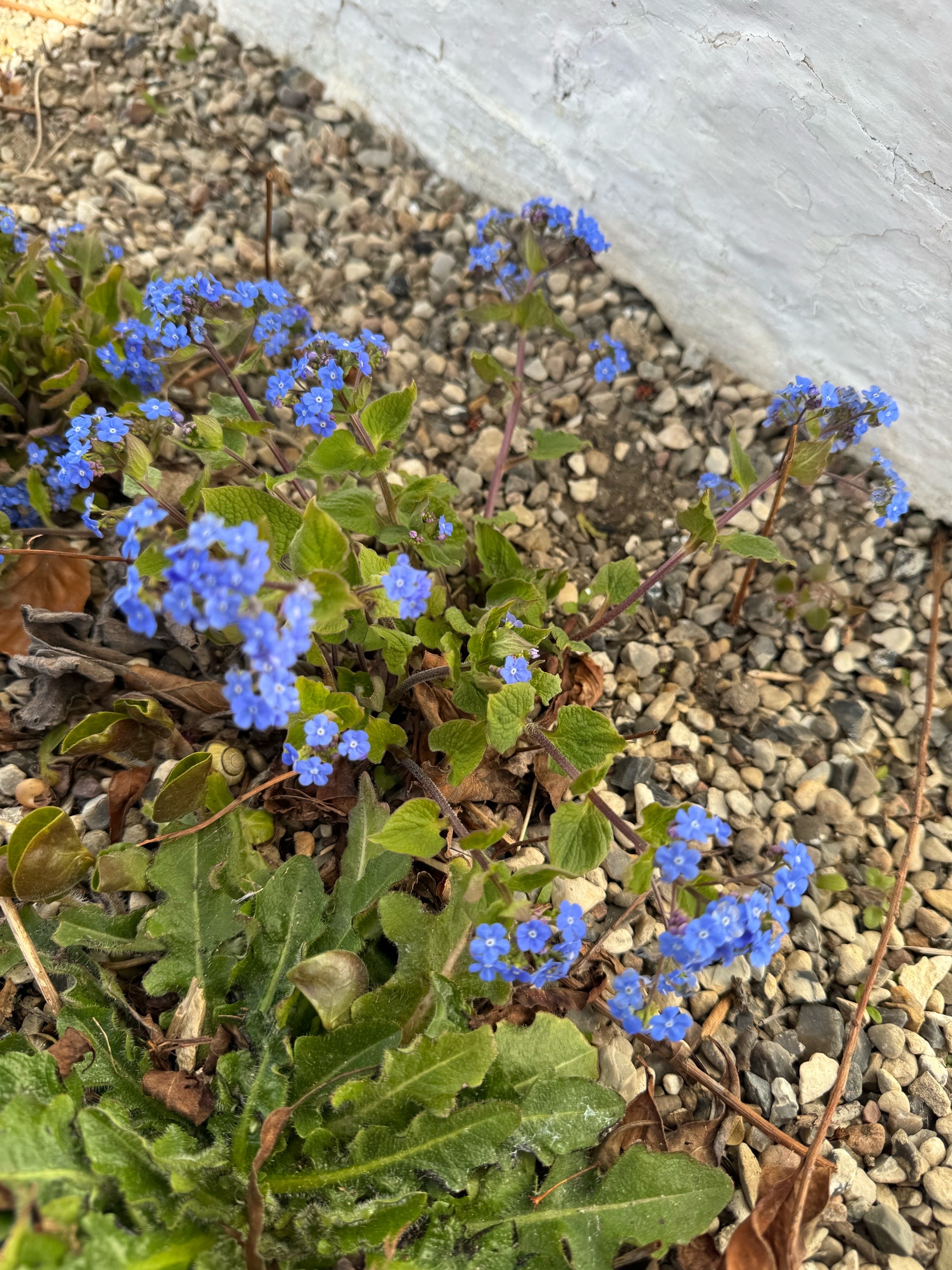 Brunnera (alternate view 3)