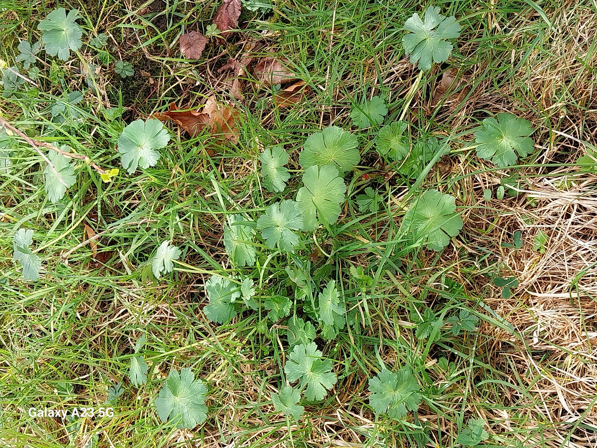 Geranium pyrenaicum (Hedgerow Crane's-bill) (alternate view 15)