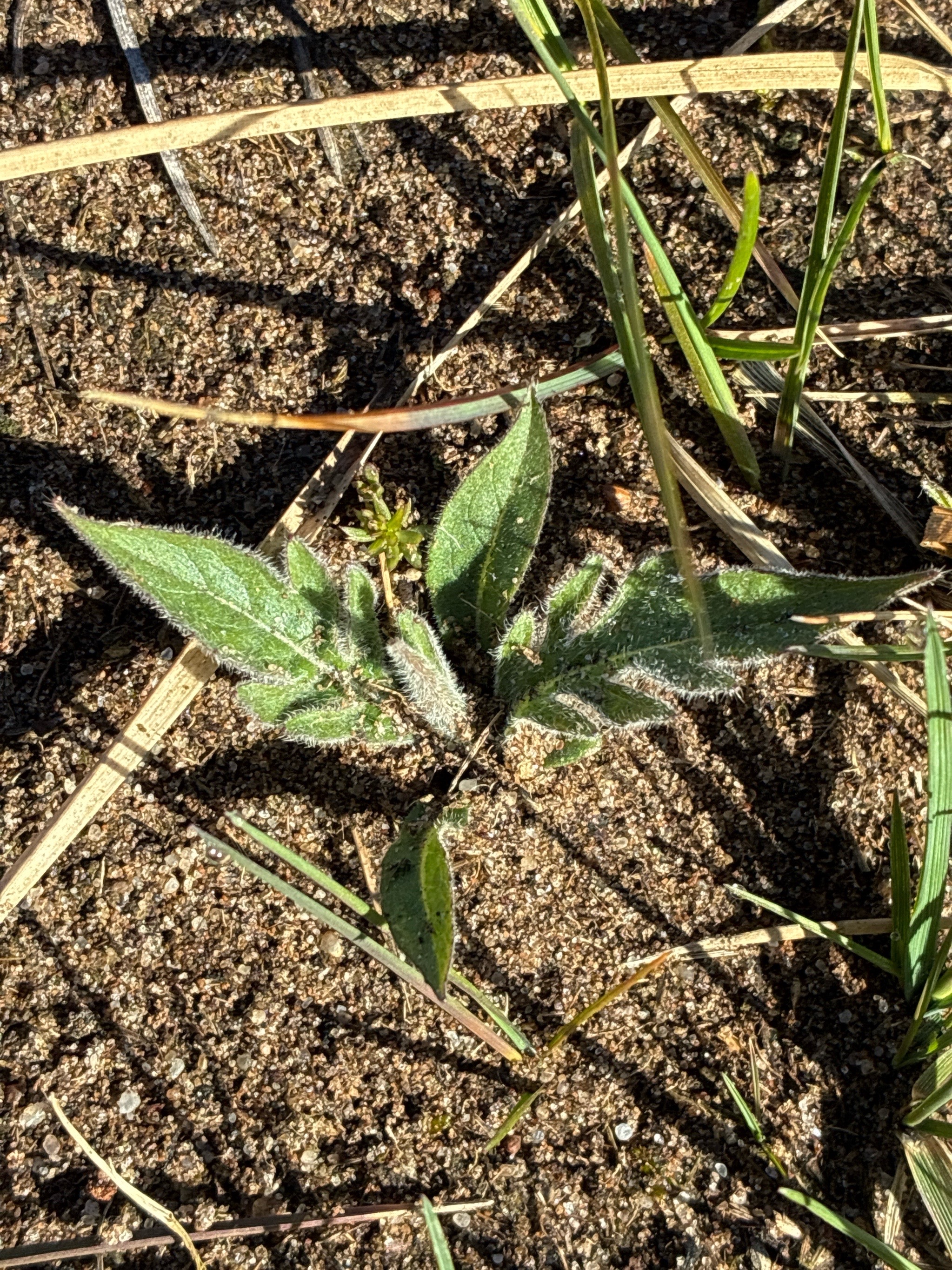 Knautia (alternate view 3)
