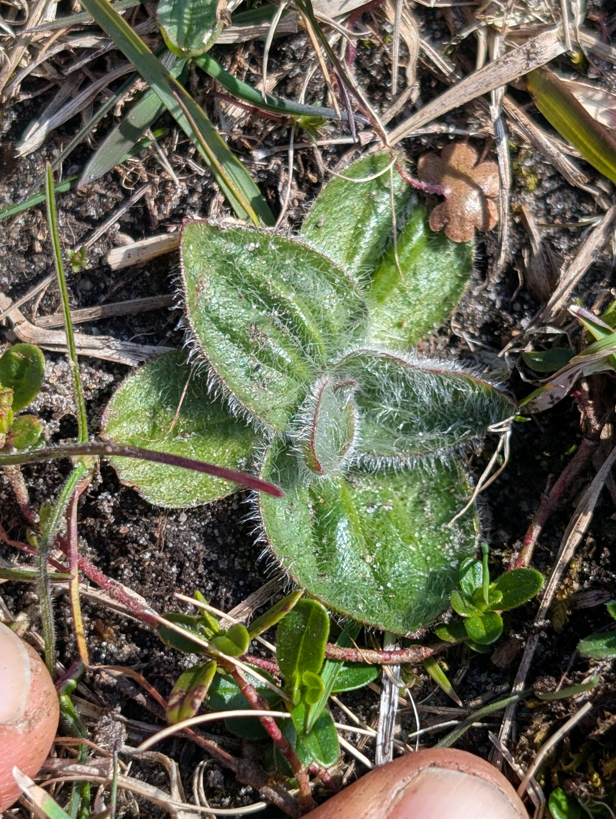 Plantago media (Hoary Plantain) (alternate view 12)