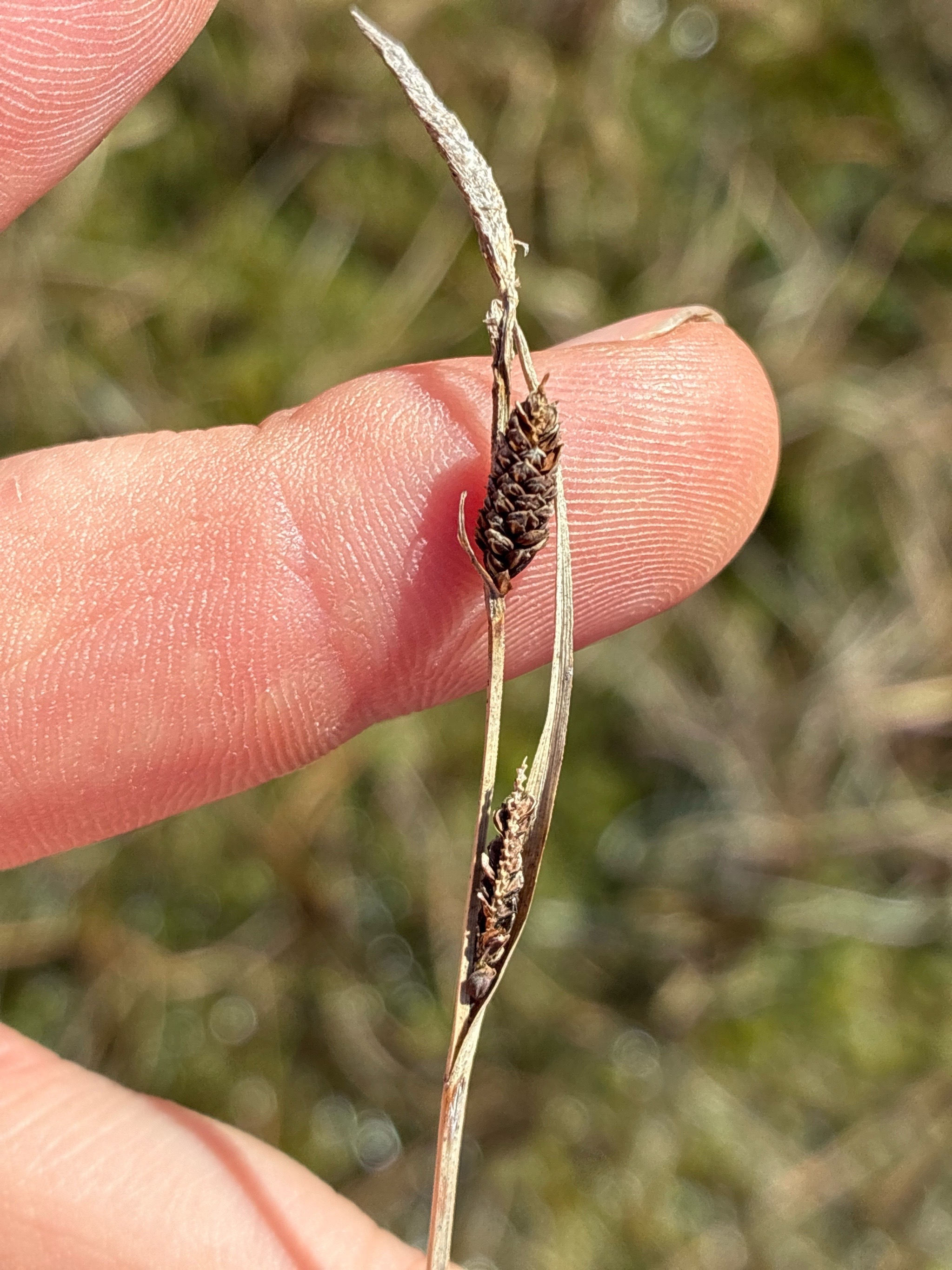 Carex nigra (smooth black sedge) (alternate view 12)