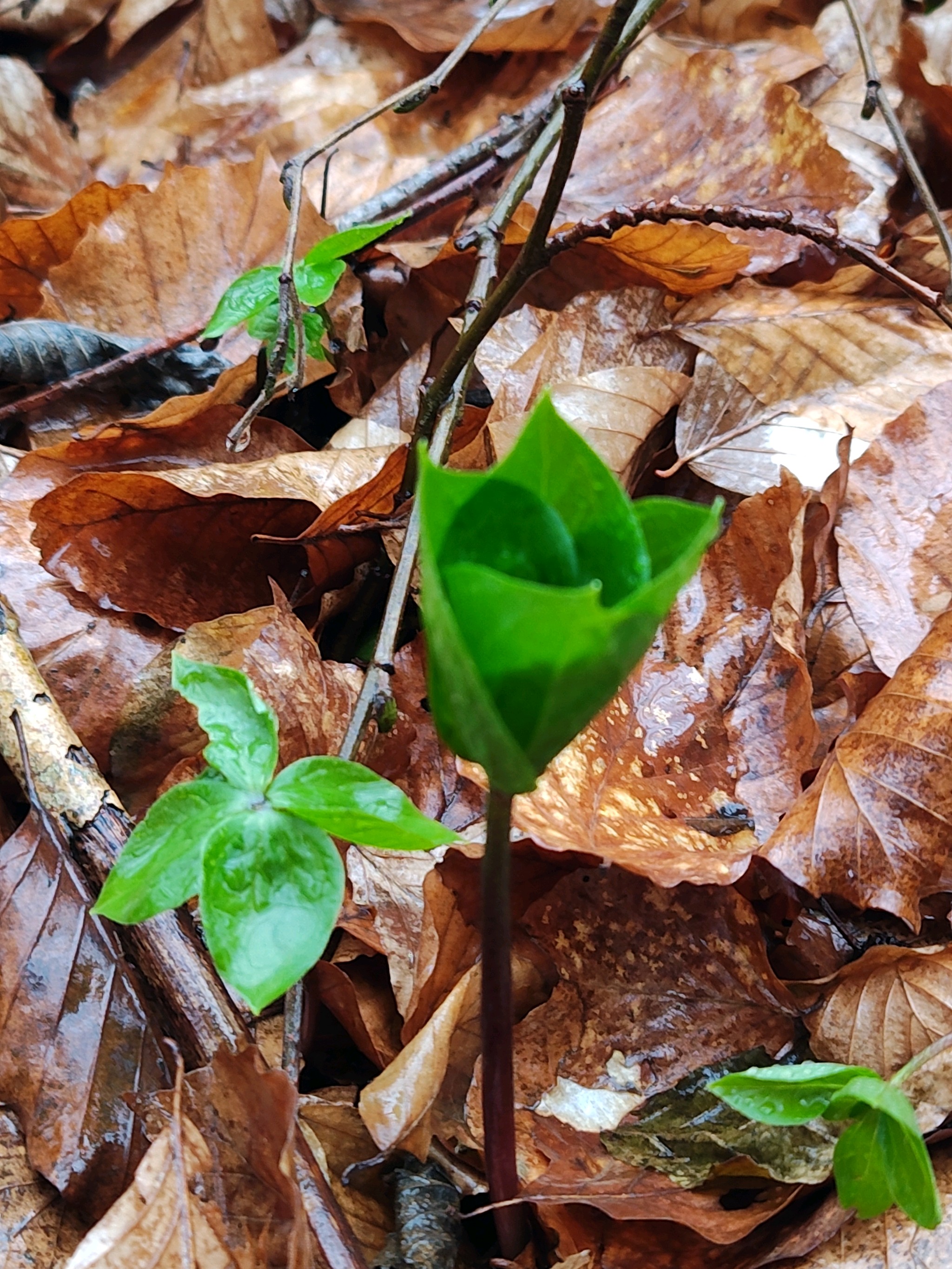 Paris quadrifolia (herb paris) (alternate view 13)