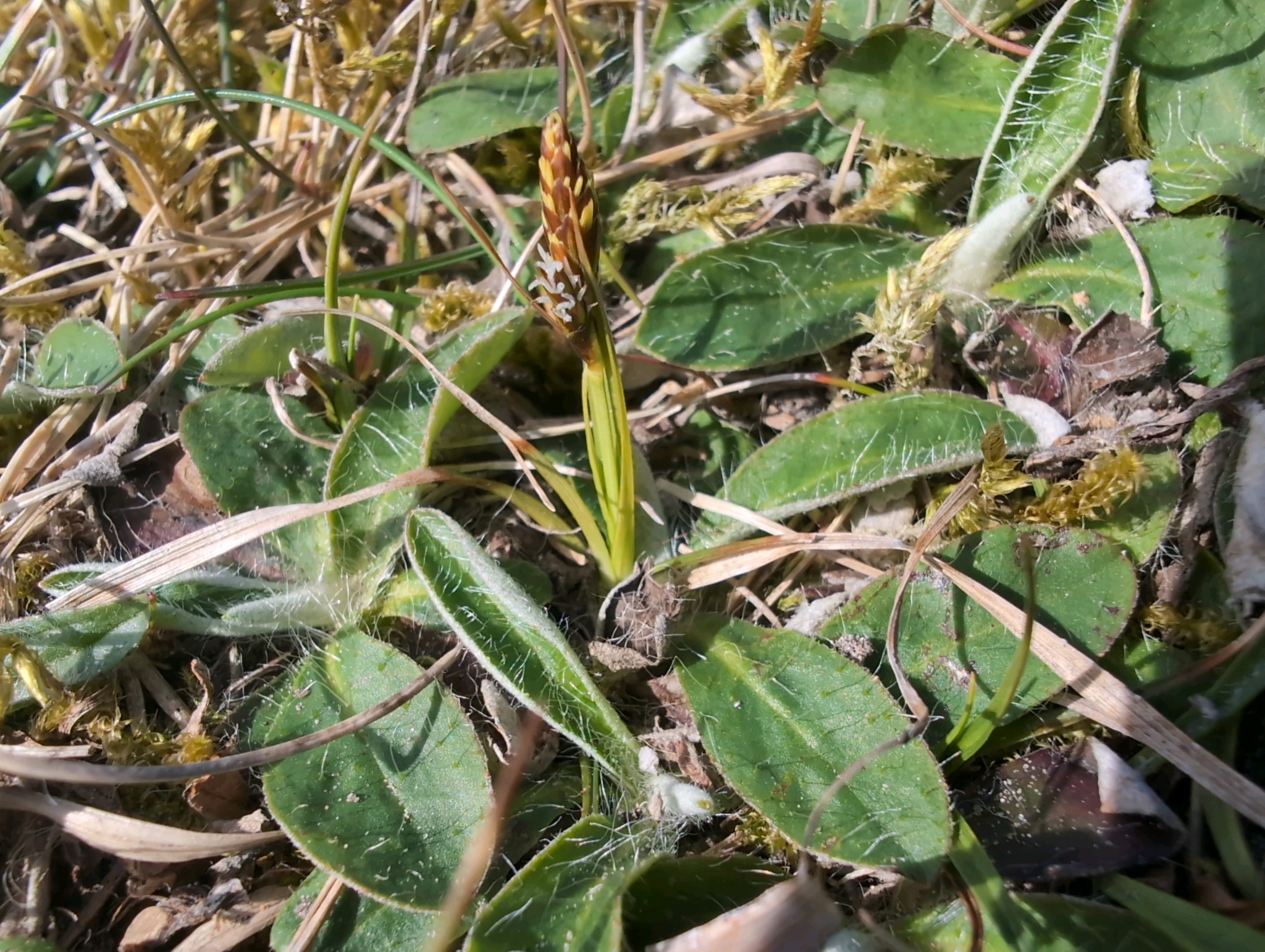 Carex caryophyllea (spring sedge) (alternate view 12)