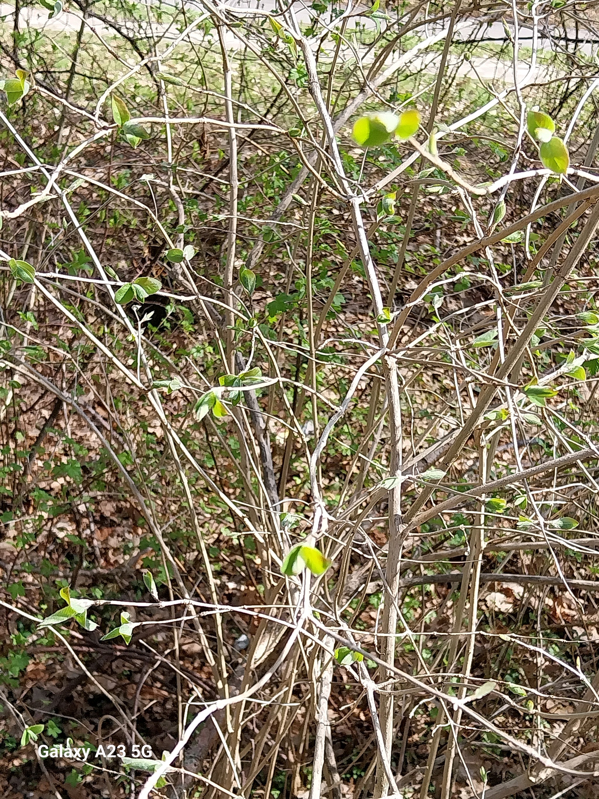 Lonicera xylosteum (Fly Honeysuckle) (alternate view 13)