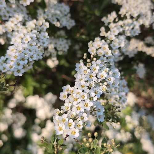 Spiraea (meadowsweets)