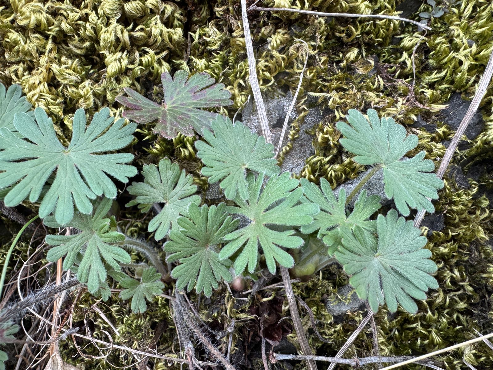 Geranium sanguineum (Bloody Crane's-bill) (alternate view 13)