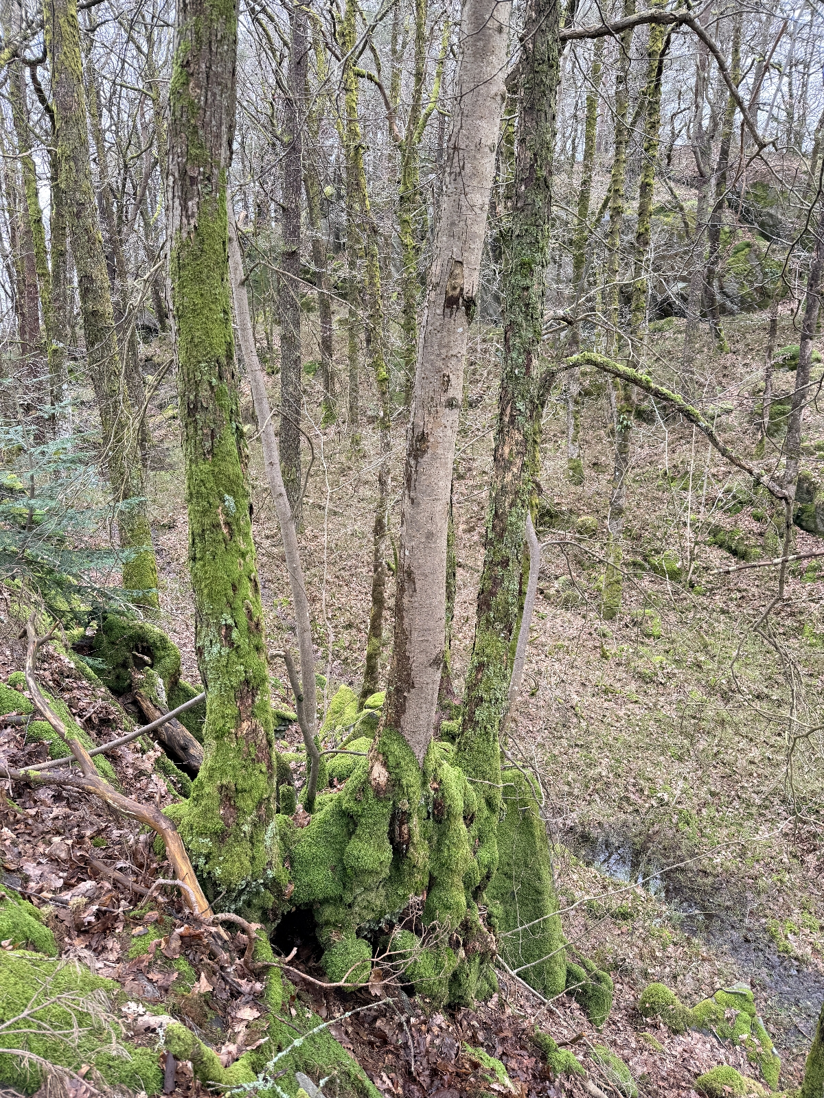 Tilia cordata (little‑leaf linden) (alternate view 12)