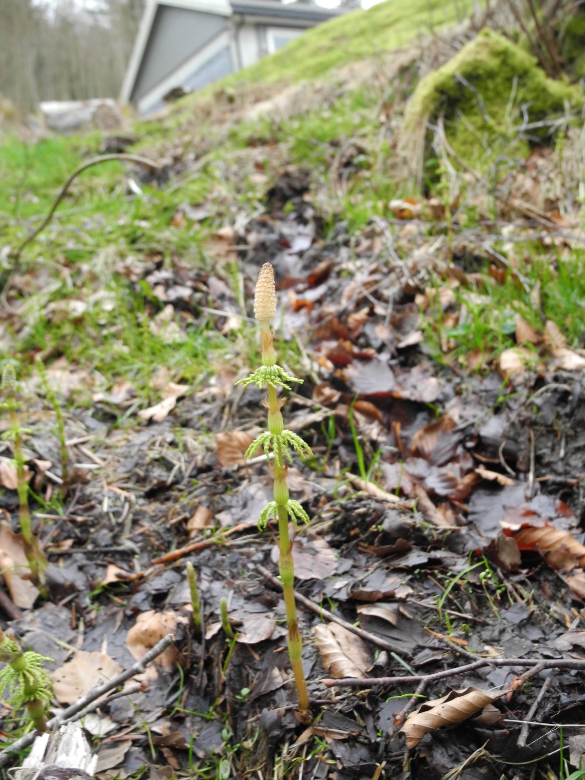 Equisetum sylvaticum (wood horsetail) (alternate view 13)