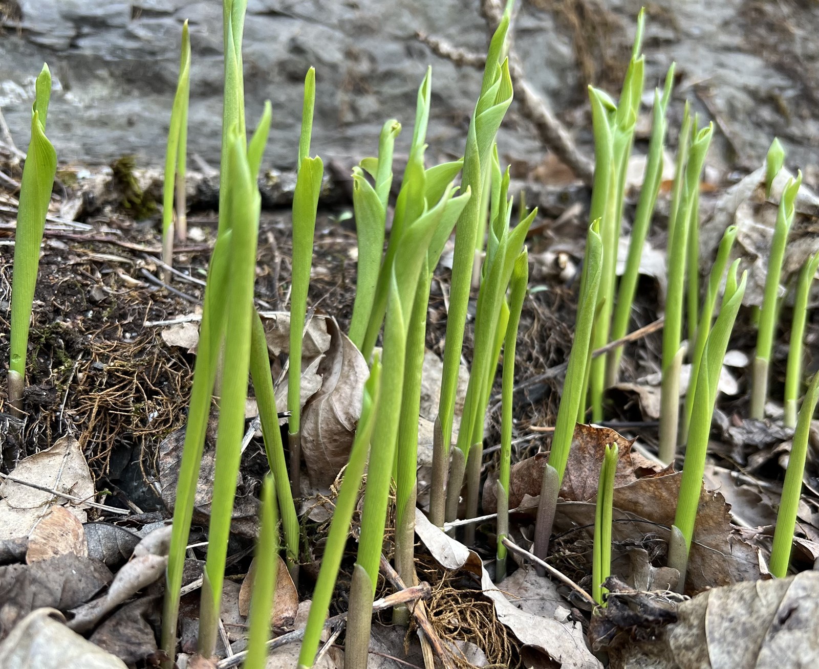 Convallaria majalis (lily of the valley) (alternate view 13)