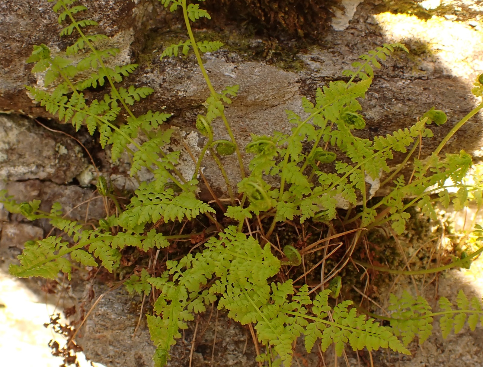 Cystopteris fragilis (brittle bladderfern) (alternate view 10)