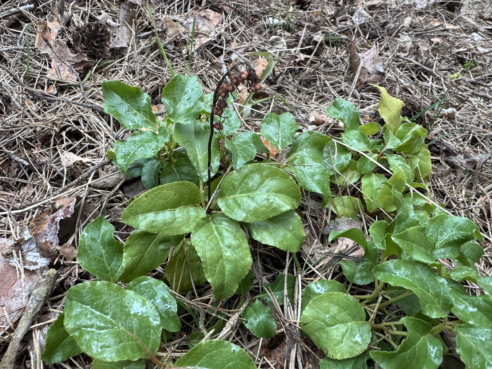 Orthilia secunda (one-sided wintergreen) (alternate view 12)
