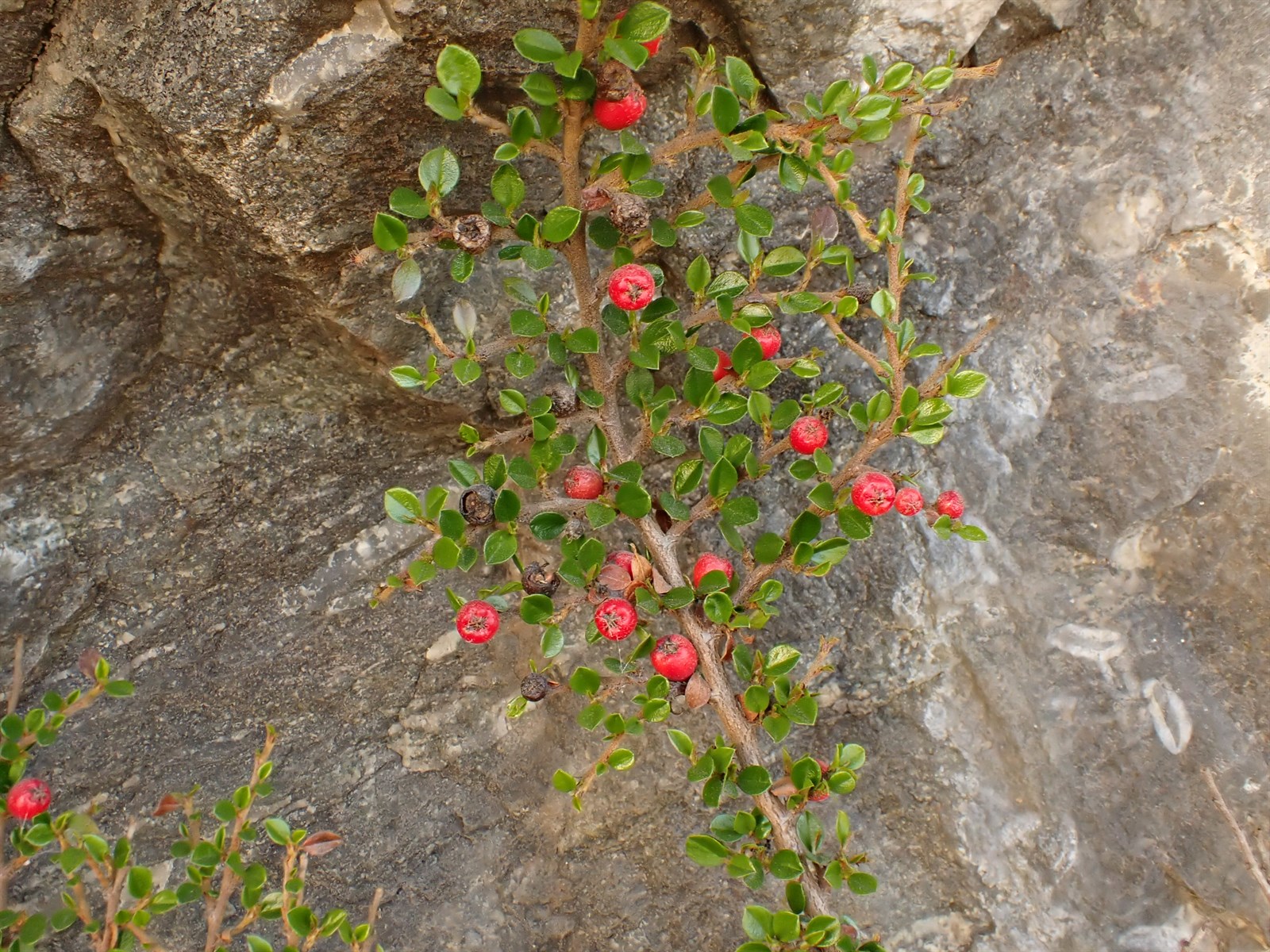 Cotoneaster horizontalis (rock cotoneaster) (alternate view 11)