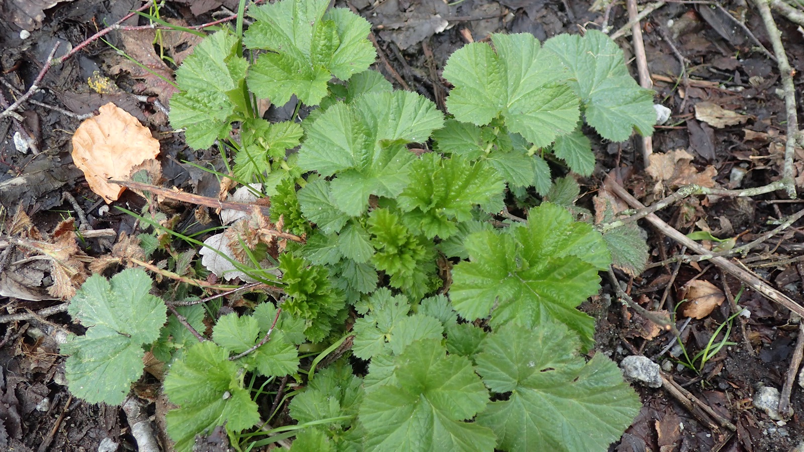 Geum macrophyllum (large-leaved avens) (alternate view 12)