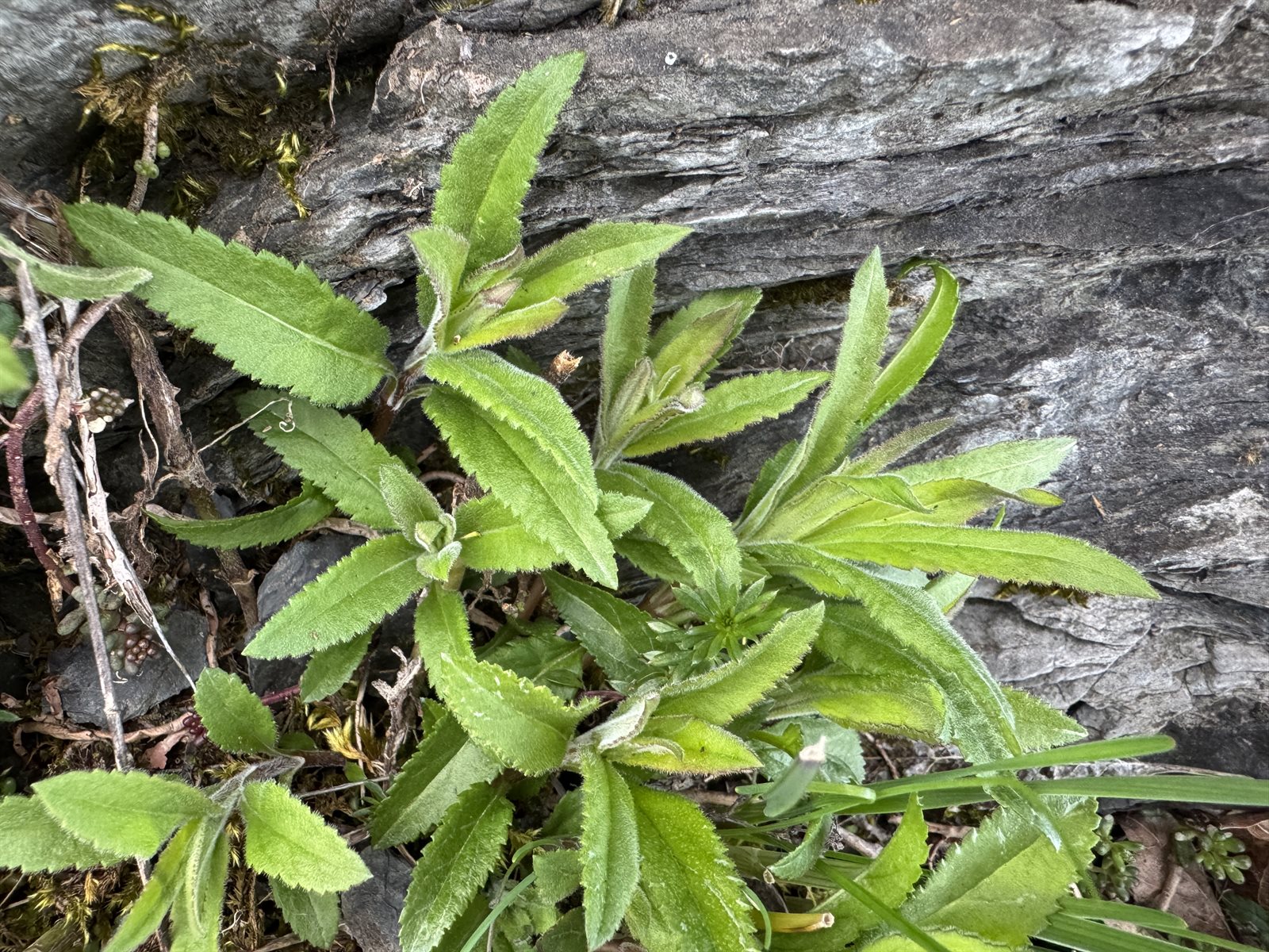 Veronica spicata (veronica, speedwell) (alternate view 3)