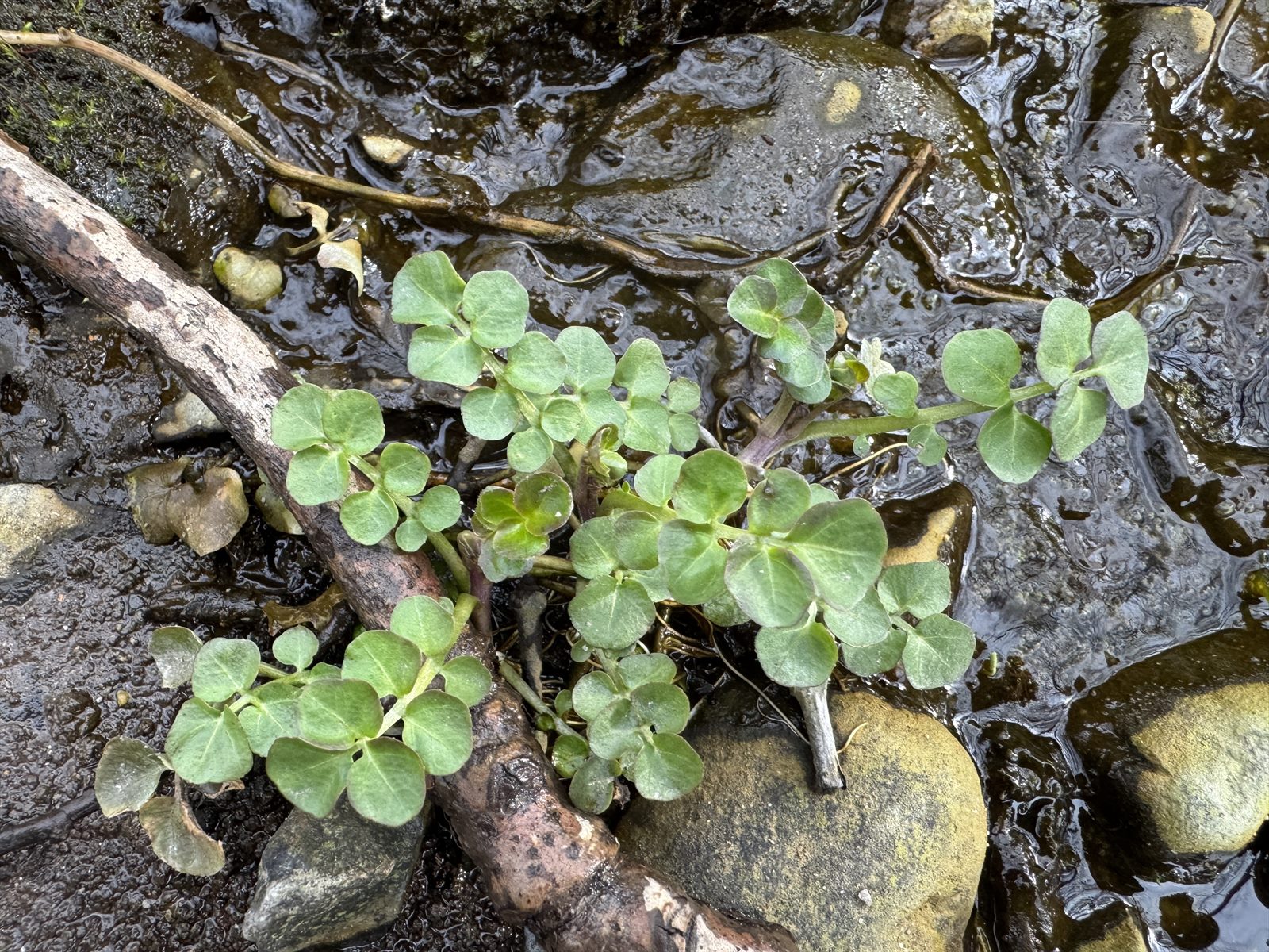 Cardamine amara (large bittercress) (alternate view 13)