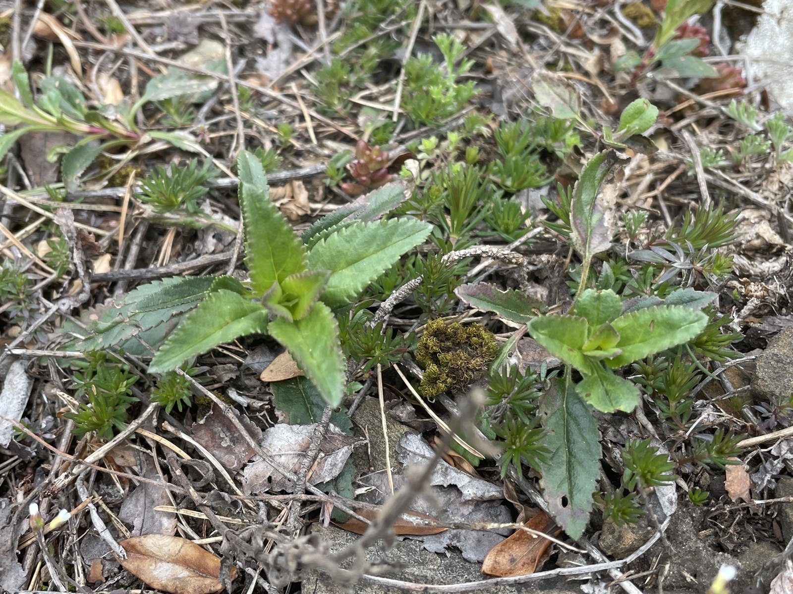 Veronica spicata (veronica, speedwell) (alternate view 5)