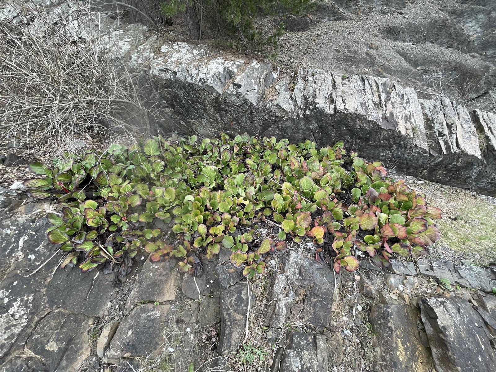 Bergenia (elephant-ears) (alternate view 2)