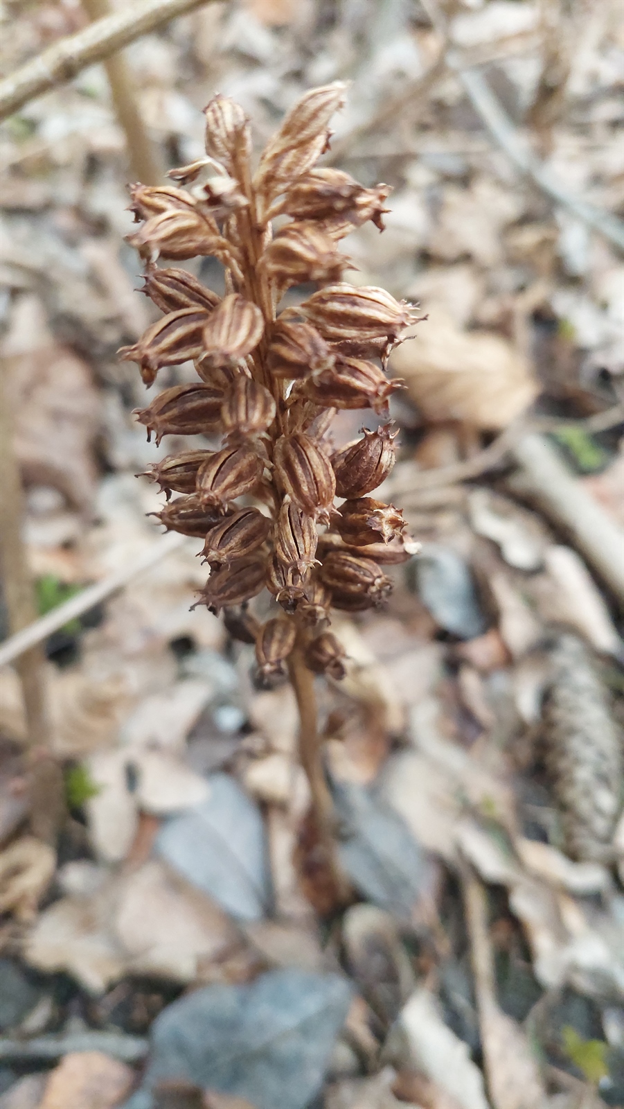 Neottia nidus-avis (bird's-nest orchid) (alternate view 7)