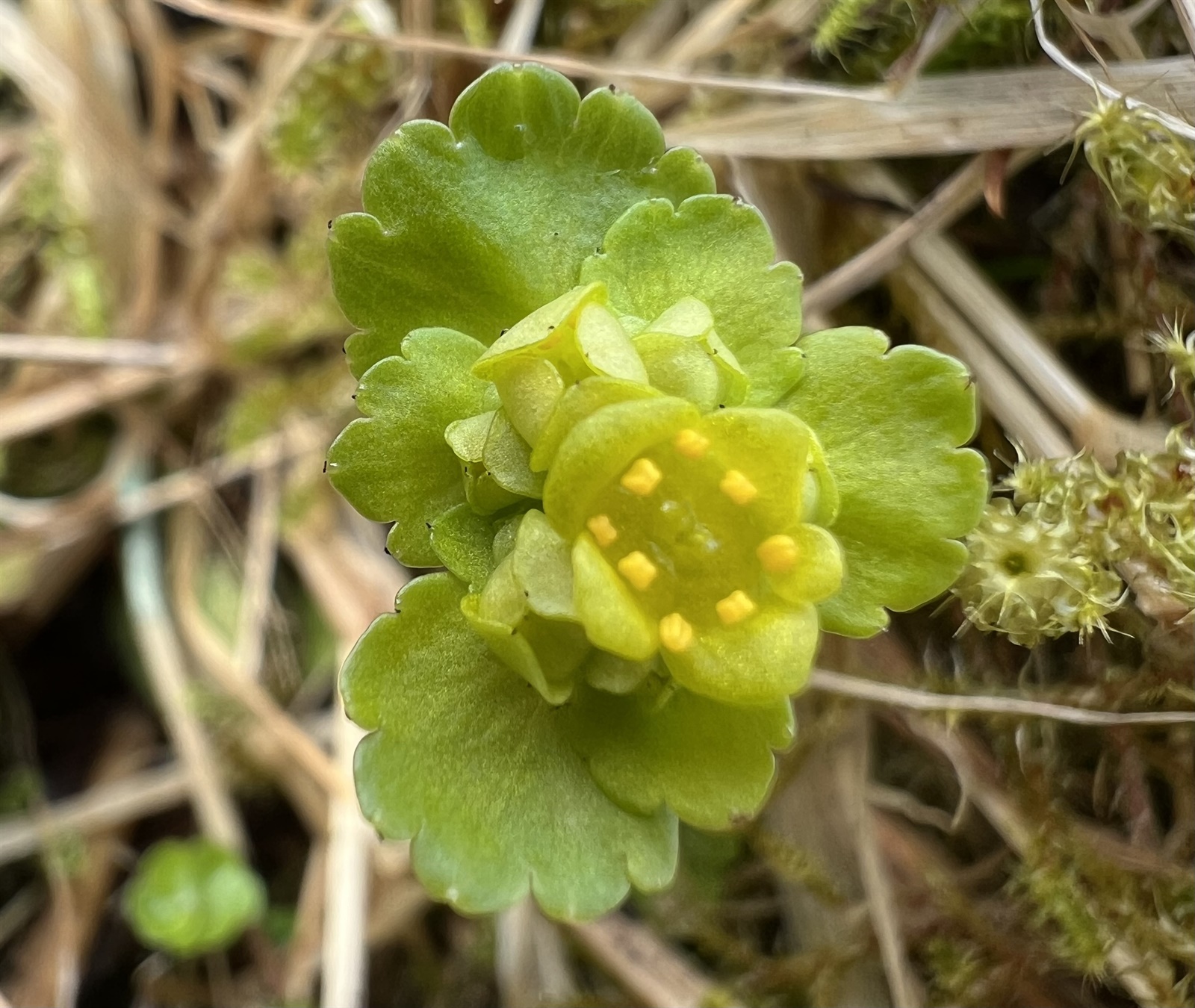 Maianthemum bifolium (May Lily) (alternate view 14)