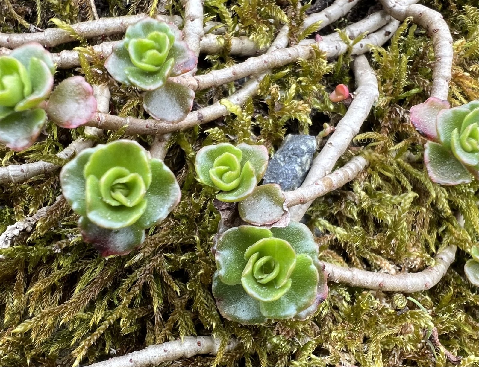 Phedimus (False Stonecrops) (alternate view 2)