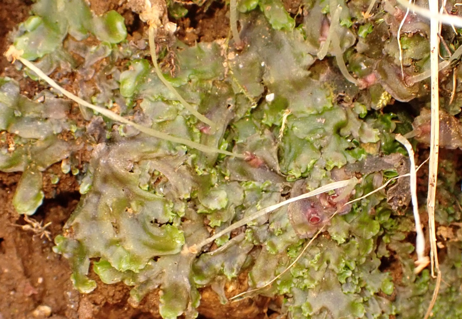 Pellia epiphylla (common pellia) (alternate view 13)