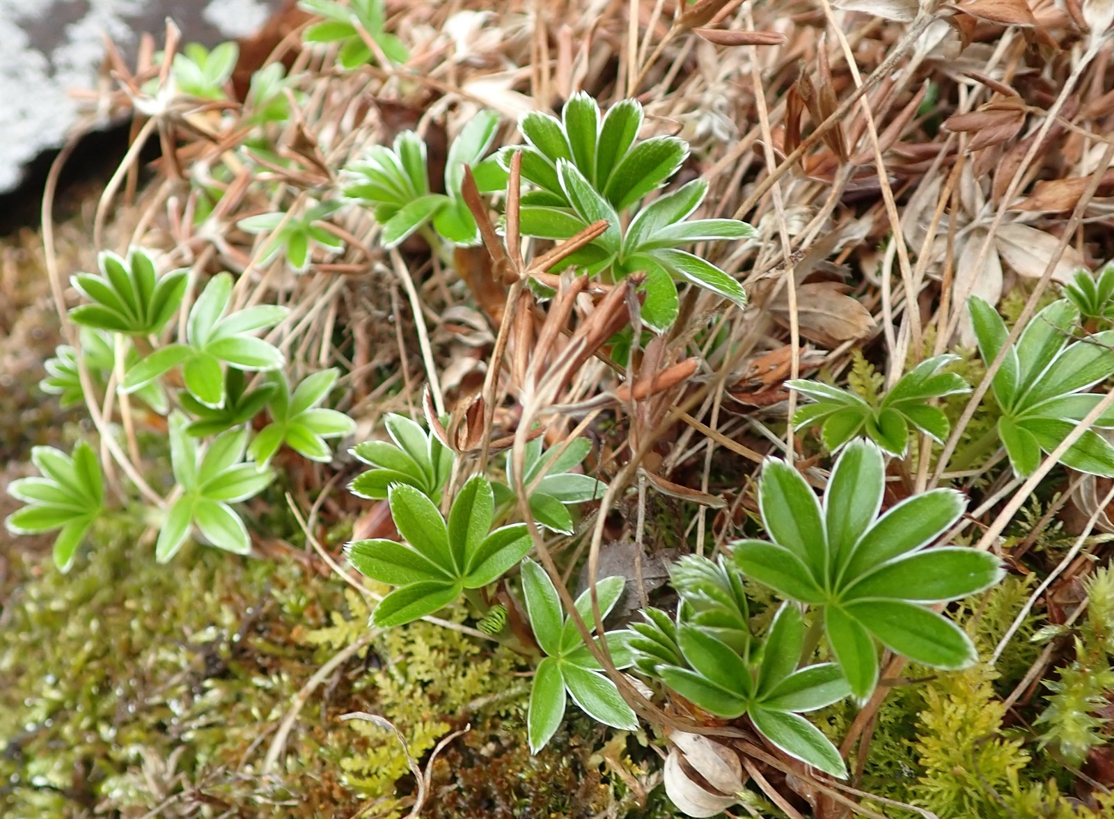 Alchemilla alpina (Alpine Lady's-mantle) (alternate view 11)
