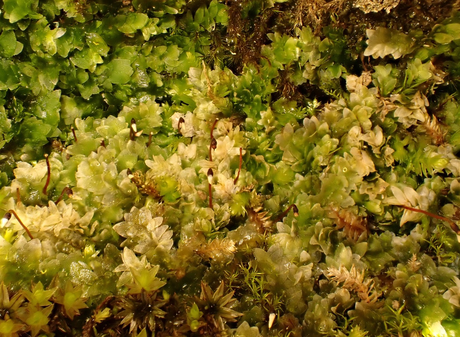Hookeria lucens (Shining Hookeria) (alternate view 14)