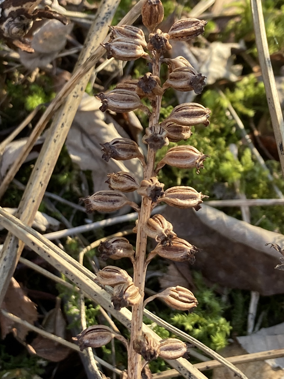 Neottia nidus-avis (bird's-nest orchid) (alternate view 9)