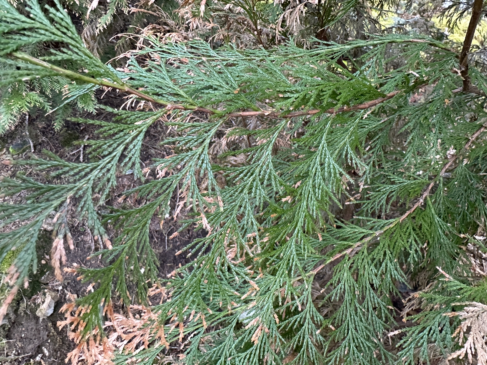 Chamaecyparis (False Cypress) (alternate view 2)
